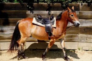 Exporting Premium Leather Items Worldwide: Craftsmanship by Sensekart
