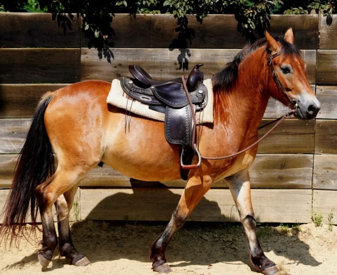 Horse leather sedal India by Sensekart